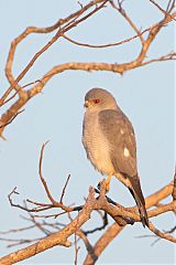 Shikra